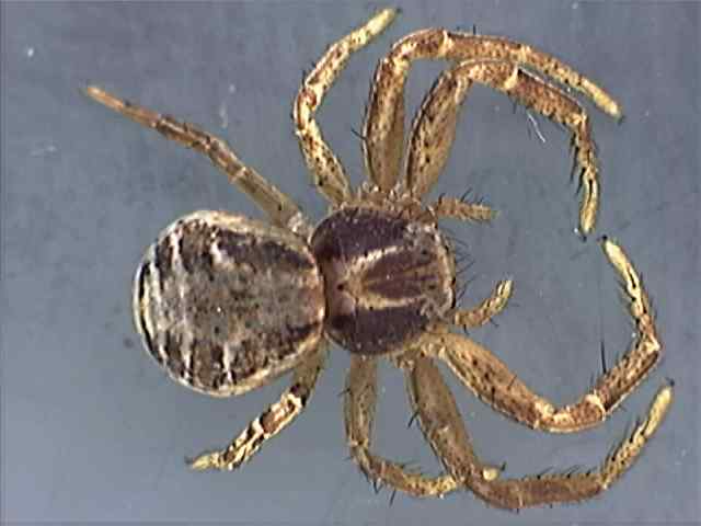 Xysticus cristatus